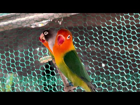 Smart lovebird Parrot , Little Cute Parrot #birds #lovebird #parrot #nature