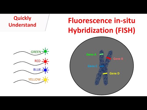 Fluorescence in-situ hybridization | FISH