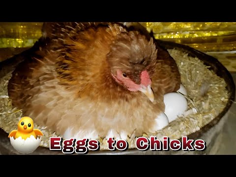 Eggs to Chicks - How Newly Hatched Chicks Look 🐣