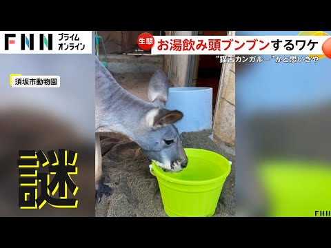 【謎】“猫舌カンガルー”？お湯を飲んだ後に頭をブンブン、さらに耳をポリポリするワケは？　長野・須坂市動物園