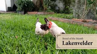 Lakenvelder Chicken: September Breed of the Month