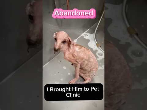 Disabled Puppy Was Abandoned I Adopted Puppy Dog