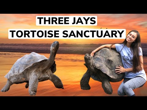 GIANT GALAPAGOS TORTOISES!