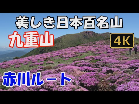 【九重山】美しき日本百名山。赤川ルート。久住山・中岳を経て、ミヤマキリシマが咲き誇る扇ヶ鼻へ。