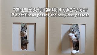 通り抜けるねこ。-Maru&Hana pass it.-