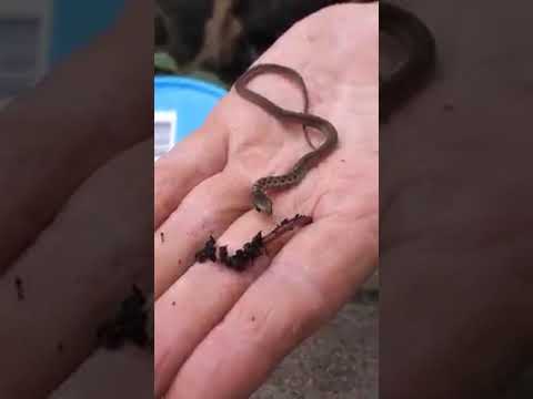 Baby snake😱😱😱