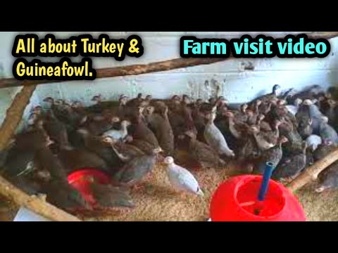 How to start Turkey & Guinea Fowl farming // Farm house visit video //