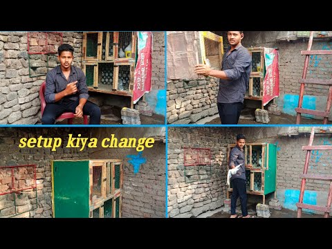 Hamne kiya setup change 🕊️🏠 \\ केज बदल दिया आज #pigeonvideo #viralvideo