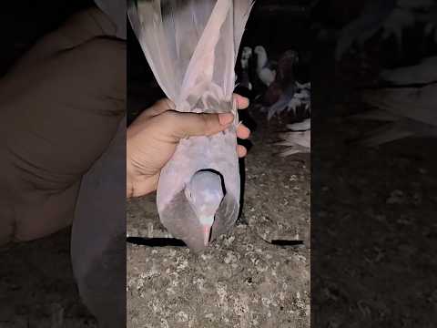 Biskut kabutor🕊️#pigeon#shorts #shortvideo #youtube#trending #trendingshorts