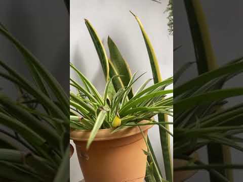 #youtube #short | My plants tour | some of my plants #indoorplants