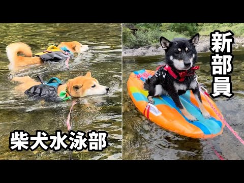 柴犬水泳部の新部員がプロ過ぎて最高です