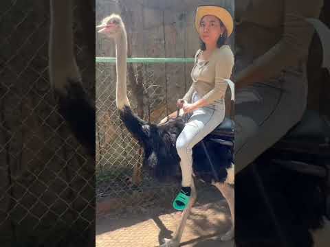 騎鴕鳥| ride ostrich|