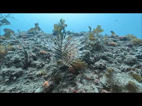 ミノカサゴ2024.9.23山口県周防大島町「地家室海域公園」