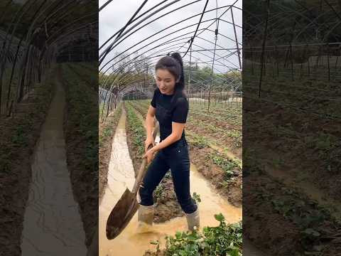 Strawberry Farming #farming #agriculture #farm