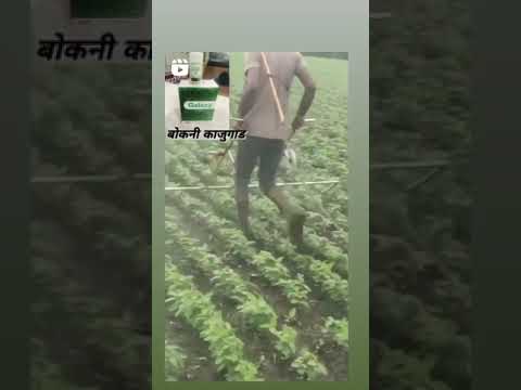 बोखनी बोखना का जुगाड खरपतवार।bokhani bokhana ka jugad