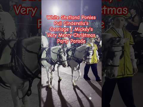 White Shetland Ponies Pull Cinderella's Carriage / Mickey's Very Merry Christmas Party Parade