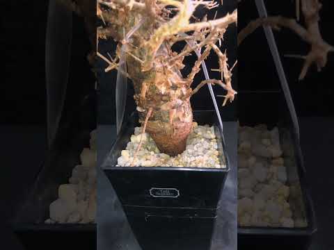 1円～ コンミフォラ・ミルラ 発根管理中 Commiphora myrrha 希少 ベアルート 1円オク 輸入 塊根植物 最落無し