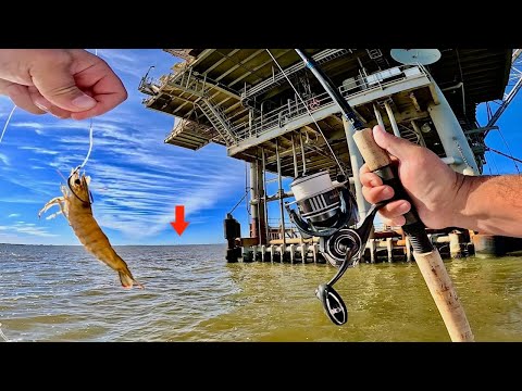 I Tossed a LIVE! SHRIMP Under This GAS RIG and CAUGHT THIS!