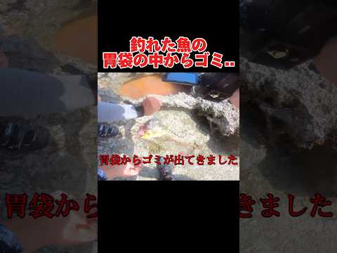 釣れた魚の胃袋からゴミが…#釣り#沖縄#okinawa