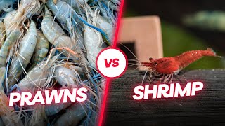 The difference between prawns and shrimps SIMPLIFIED