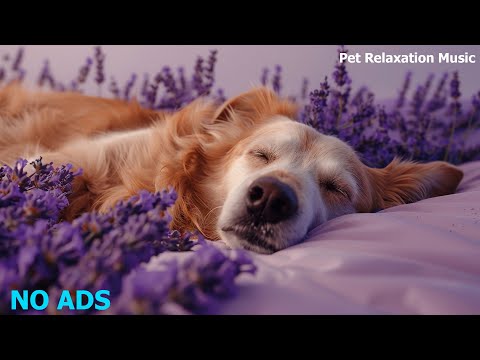 🐶Relaxing Music To Calm Pets 💛 Relaxing Music For Your Best Friend, MUSIC for dogs