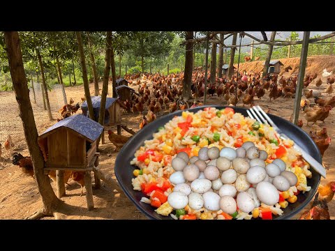 How to make egg rice for free range chickens - Chicken Farm - poultry farming - Cheap Chicken Feed.