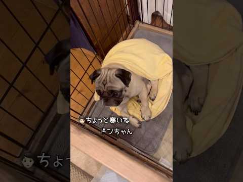 ハムスター柄の毛布、半年ぶりに出しました🐹 #パグ #pug #パグのいる家