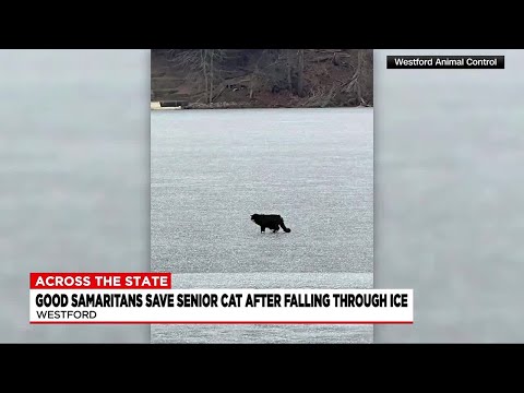 Good samaritans save senior cat after falling through ice in Westford