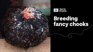 Breeding fancy chooks with world renowned chicken breeder Rob Wilson 🐓🥚 | Back Roads | ABC Australia