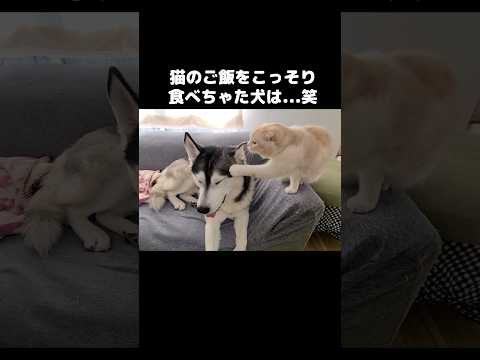 猫のご飯をこっそり食べちゃった犬はこうなります...笑#shots