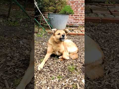 my gardening companion #dogslife #dogshorts #housedog #garden #gardening #diygarden #doglover #dog