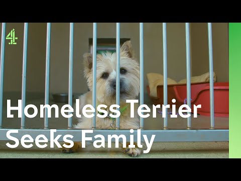 Homeless terrier struggles to contain her excitement | The Dog House 🐶 | Daisy the Terrier