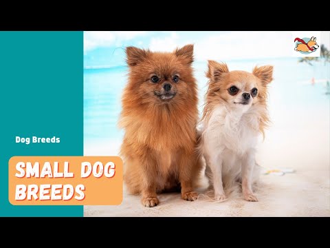 Small Dog Breeds: 15 Little Fluffballs of the Canine World!