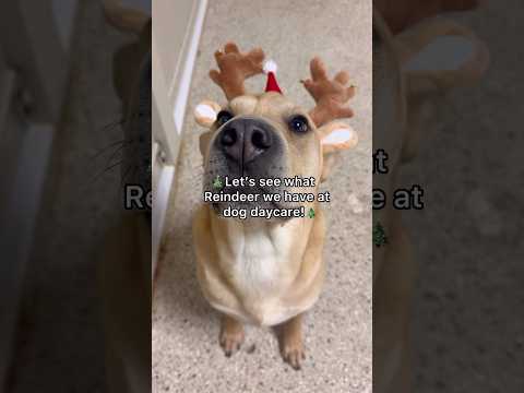 Let’s see what Reindeer we have at dog daycare! #dog #dogs #christmas #christmas2024