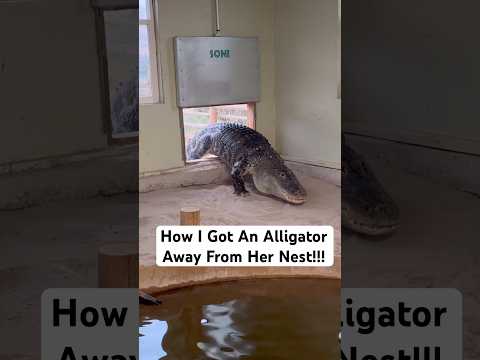 How I Got An Alligator Away From Her Nest!!! 😱🐊 #shorts #alligator