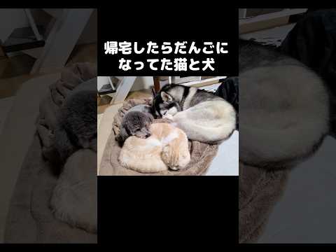 帰宅したら猫と犬が団子になってた...笑#shots