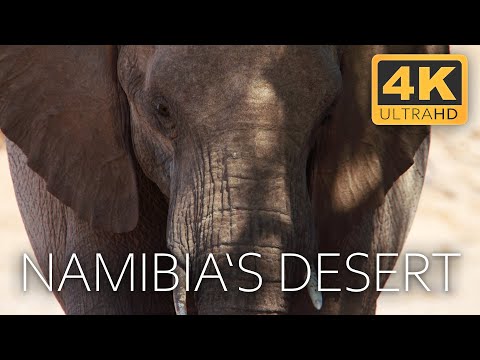 Namibia's Living Desert: A Story of Adaptation and Survival | 4K UHD Documentary