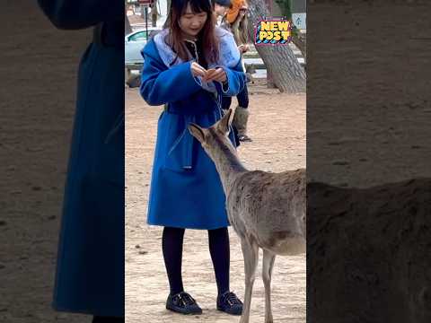 奈良の可愛い鹿に餌をあげる観光客🫎