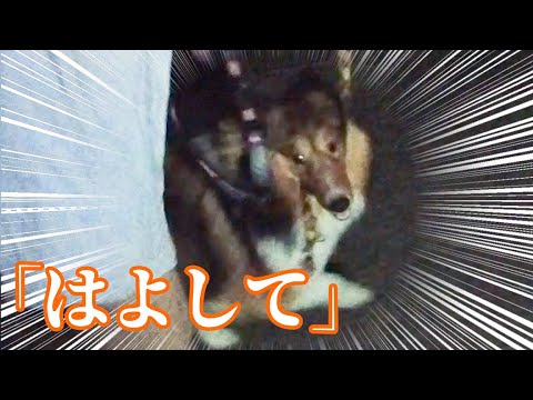 動画600本記念に600mを犬に引っ張られながら走る【全編実写】