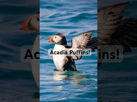 Acadia Puffin Tours! #maine #puffins #birds #nationalpark #ocean #travel #shorts #yt #ytshort