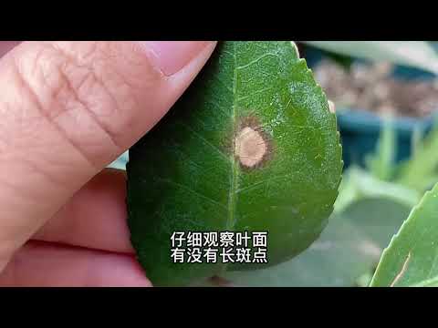 茶花叶片焦尖斑点，别再瞎剪了