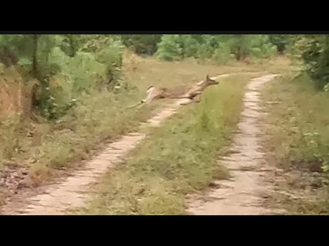 SC Deer Dog Drives 9/14/24: Plenty of action in the rain!