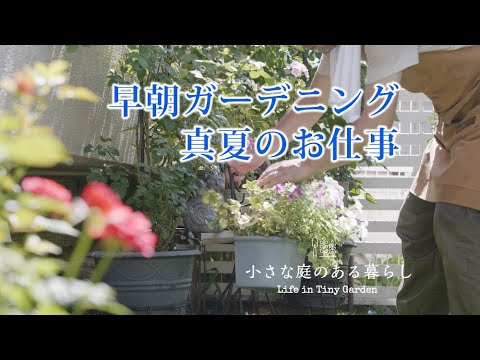 ガーデニング｜小さな庭の真夏のお仕事｜ 〜小さな庭のある暮らし#81 〜Gardening ｜ Midsummer work in a small garden