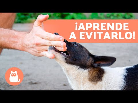 ¿Tu PERRO TE SALTA y TE MUERDE? 🐶🥲 (5 CAUSAS y QUÉ HACER)