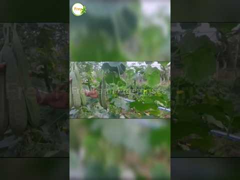 Ridgegourd farming. ଜହ୍ନି ଚାଷ. #ridgegourd #farming #farmer