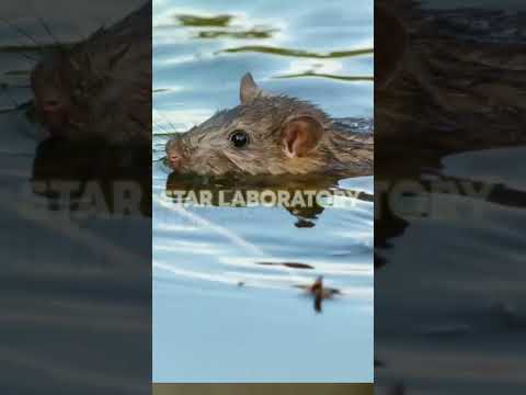 எலிக்காய்ச்சல் | leptospirosis | symptoms of leptospirosis | #ratfever #leptospirosis | #diseases