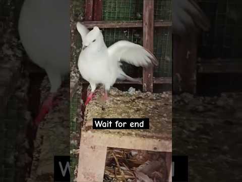 Kedi no 602 #pigeon #shortvideo #shorts #viralvideo