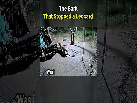 Smart Dog Prevent the Leopard Attack  😱