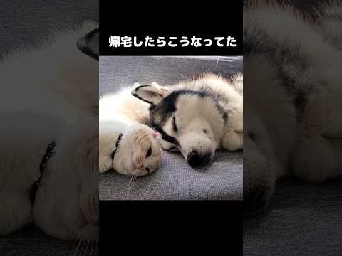 帰宅したら猫と犬がこうなってた...#shots