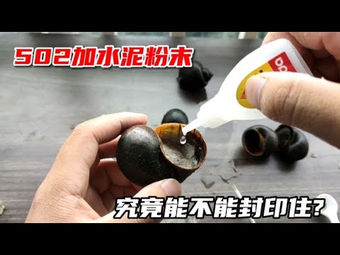 据说502加“水泥粉末”能达到速凝的效果！能否把福寿螺封印住?